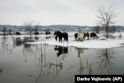 Konji i goveda danima su nasukani zbog visokog vodostaja na ostrvu Krčedinska Ada, oko 40 kilometara severozapadno od Beograda, 9. januar 2024.