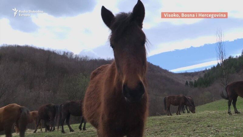 Opstanak autohtonog bosanskog brdskog konja