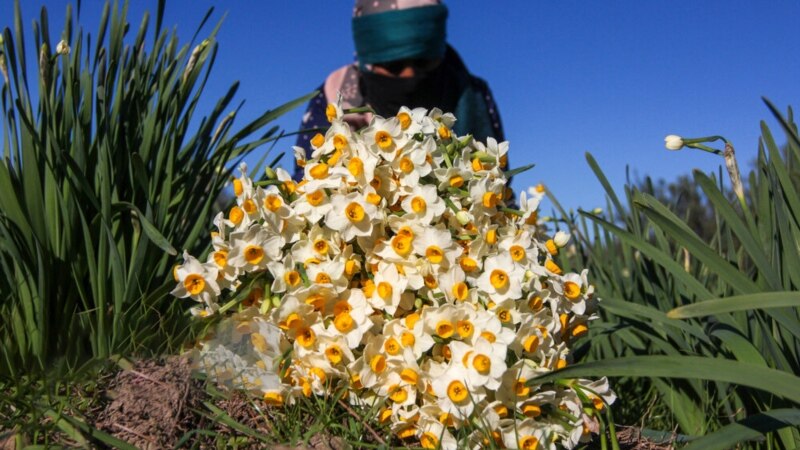 گزارش تصویری از برداشت گل در بزرگ‌ترین باغ گل نرگس ایران