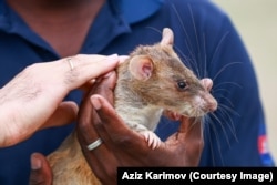 Afrički golemi štakor tokom prezentacije u Azerbajdžanu u junu.