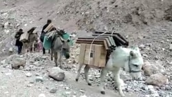 Donkeys Bring Solar Power To Remote Kyrgyz Village
