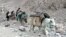 Donkeys Bring Solar Power To Remote Kyrgyz Village