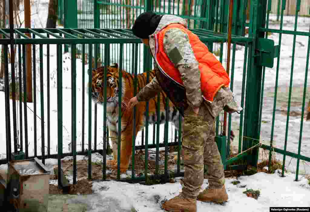 В настоящее время в центре живут пять львов, три тигра, рысь, волк и две лисицы. Центр продолжает принимать животных &nbsp;