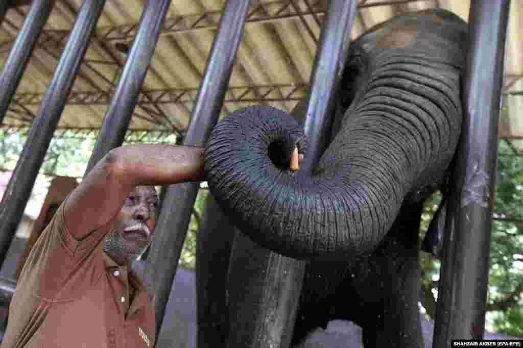 Un angajat al grădinii zoologice din Karachi, Pakistan, o hrănește pe Madhubala,&nbsp;o femelă elefant care trece printr-o perioadă de stres și slăbiciune, după ce în aprilie și-a pierdut partenerul.
