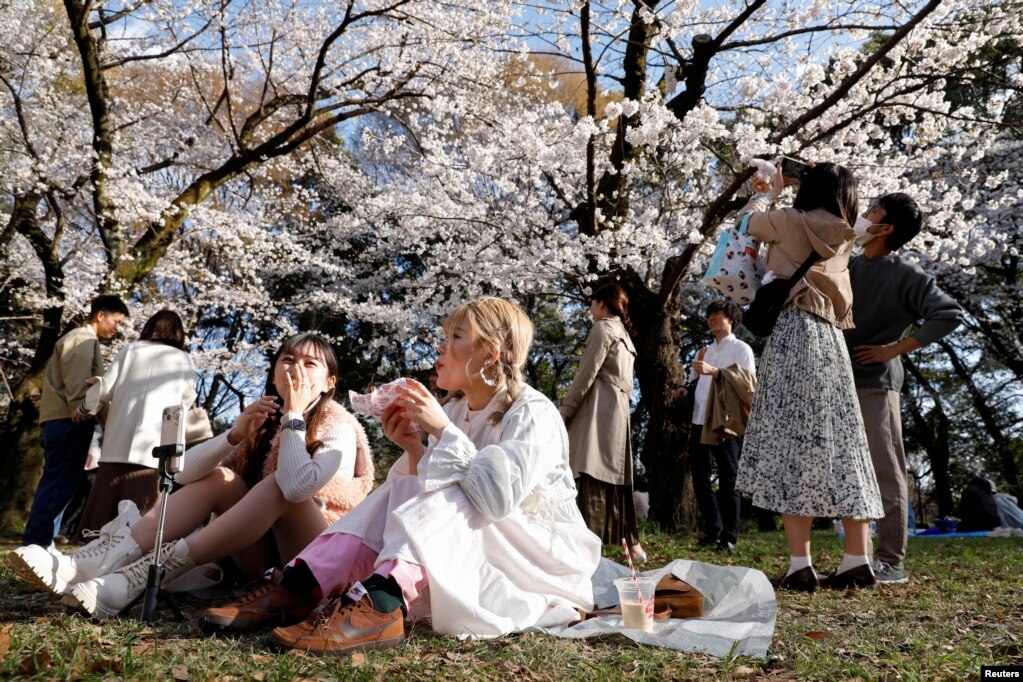 Njerëzit shijojnë lulëzimin e qershive në Tokio, Japoni.