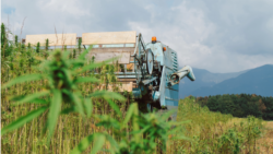Guvernul a aprobat în noiembrie 2024 un proiect de hotărâre prin care se permite cultivarea cânepii industriale pentru producerea de semințe, fibre, ulei.