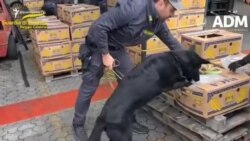Իրավապահները չեն բացահայտում, թե որ ընկերությունն է փորձել կոկաին ներմուծել Հայաստան