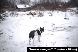 Жители говорят, были случаи, когда собак в деревне загрызали волки. Фото: Наталья Лозинская для НВ