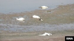 اجساد پرندگانی که در تالاب هورالعظیم در پی برخورد با سیم برق مربوط به یک میدان نفتی کشته شده‌اند