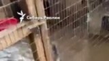 Приют "Открой свое сердце" во время наводнения, Приморье.mp4