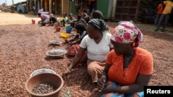  Жени подготвят какаови зърна в Кот д'Ивоар, 9 януари 2021 година 