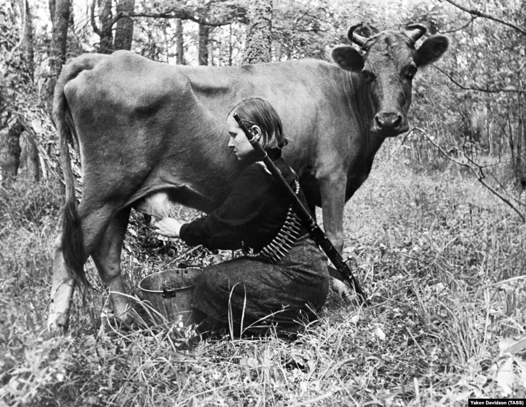 Un partigiano antinazista che munge una mucca nel 1943. 