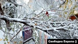 Паднало дърво след снеговалежа в София