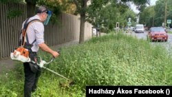 Hadházy Ákos szemben a gyomokkal