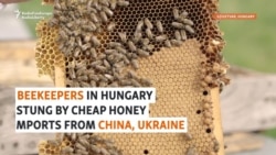 Hungarian Beekeepers Stung By Honey Imports From Ukraine, China