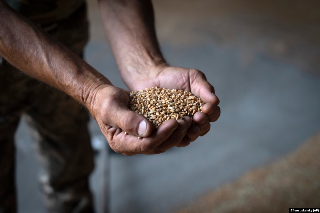 La Russia il mese scorso si è ritirata da un accordo che consentiva all'Ucraina di esportare grano in tutto il mondo.  Come molti altri agricoltori ucraini, i prodotti di Tsvik sono effettivamente bloccati.  Non avendo modo di venderli, la sua preoccupazione in questi giorni è rimanere a galla finanziariamente.  Alla domanda su come immagina il futuro della sua attività e dei 77 dipendenti la cui esistenza dipende da lui, Çvik risponde: "È troppo doloroso parlarne".