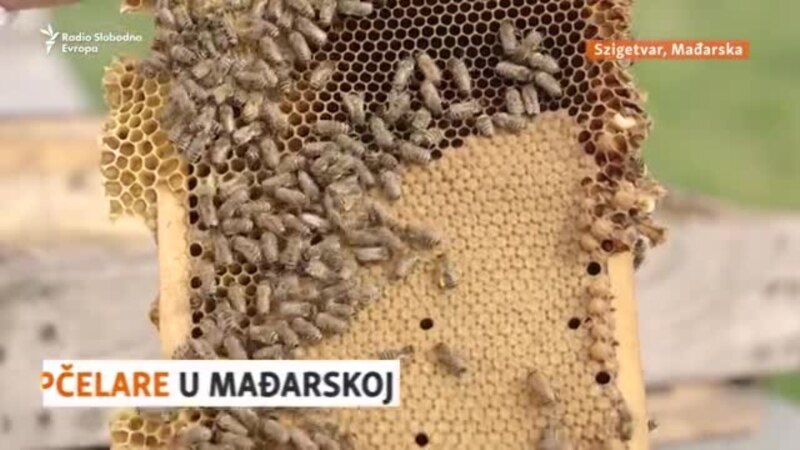Mađarski pčelari ugroženi zbog uvoza meda iz Ukrajine i Kine