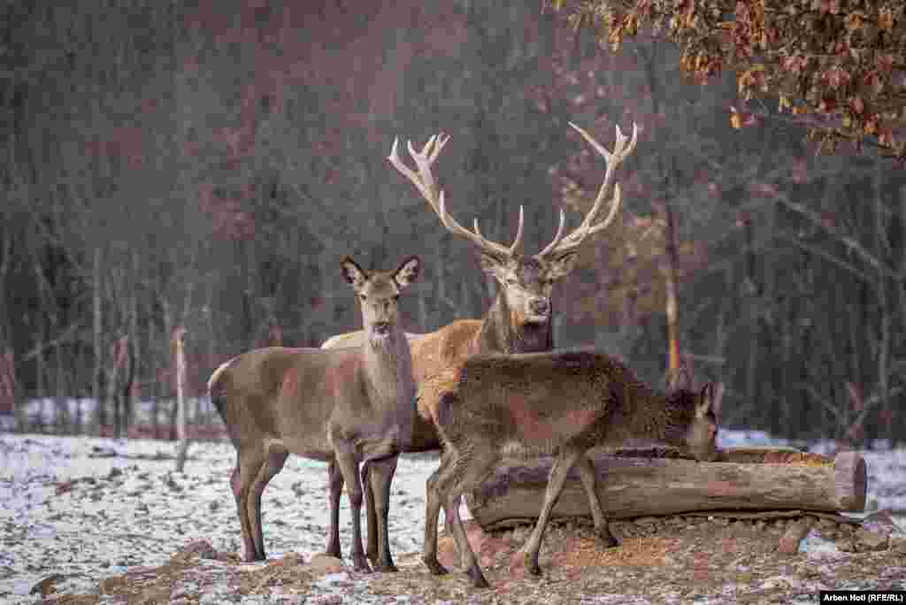 The animals must be fed every day, especially during the winter months.