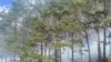 Ռումինիա - hրդեհ սոճու անտառում, 2 ապրիլի, 2024 թ.