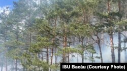 Ռումինիա - hրդեհ սոճու անտառում, 2 ապրիլի, 2024 թ.