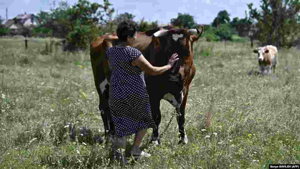 Julija Poljakova a három megmaradt tehene közül az egyiket simogatja Liman külterületén, egy mezőn. &bdquo;Reméljük, hogy nem érnek el minket&rdquo; &ndash; mondta a hatvanhárom éves asszony az oroszokról &nbsp;