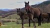 Bosnian mountain horse, autochthonous species, Visoko, Bosnia and Herzegovina