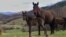 Bosnian mountain horse, autochthonous species, Visoko, Bosnia and Herzegovina