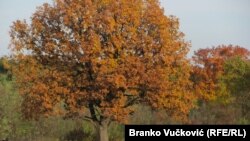 Gotovo polovina prostora od oko 350 hektara na kojem je Spomen-park "Kragujevački oktobar" su parkovi i šume 