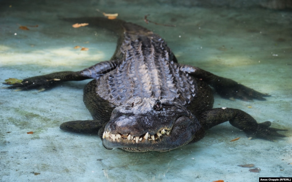 Në këtë fotografi aligatorit Muja i shihet këmba e djathtë e përparme e amputuar.