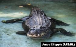 Në këtë fotografi aligatorit Muja i shihet këmba e djathtë e përparme e amputuar.