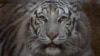 A white tiger called Aleks is one of the 27 animals waiting to be evacuated to safety from the&nbsp;Wild Animal Rescue Centre in the village of Chubynske in the Kyiv region.<br />
<br />
Aleks was rescued by Natalya Popova, 51, an economist with no formal&nbsp;veterinary experience who <strong><a href="https://www.rferl.org/a/ukrainian-rescue-wild-animals-war/31978619.html" target="_blank">regularly</a> </strong>rescues exotic animals and pets left behind or abandoned due to the Russian invasion of Ukraine.<br />
<br />
<br />
&nbsp;