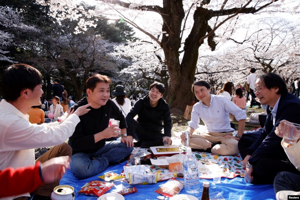 Njerëzit shijojnë festën e lulëzimit të qershisë, në Tokio, Japoni. 