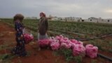 Syrians harvesting roses in a field in the town of Killi in Idlib province, May 2023.