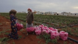 Miris ruža kao utočište raseljenih Sirijaca