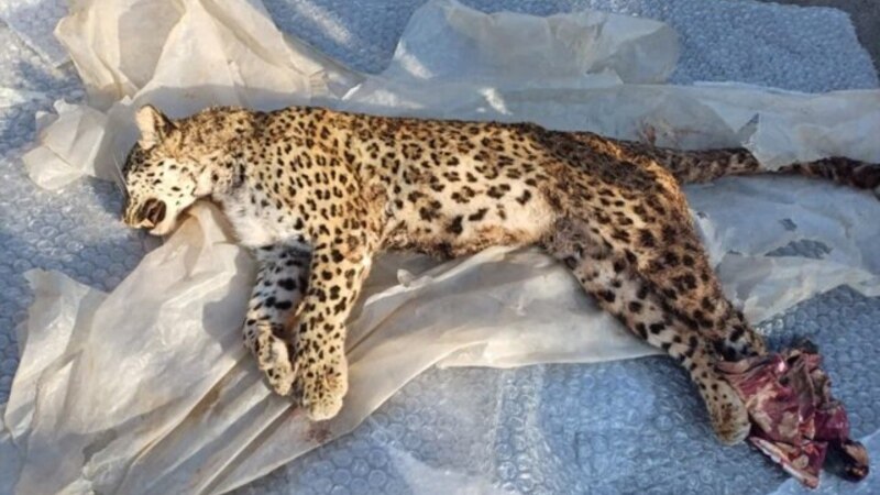 شلیک «شکارچیان غیرقانونی» عامل مرگ یک ماده‌پلنگ در مازندران بوده است