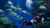 Гмуркач, облечен като Дядо Коледа, плува с риби в аквариума Sea Life Bangkok Ocean World в Банкок, Тайланд, 19 декември 2023 г.