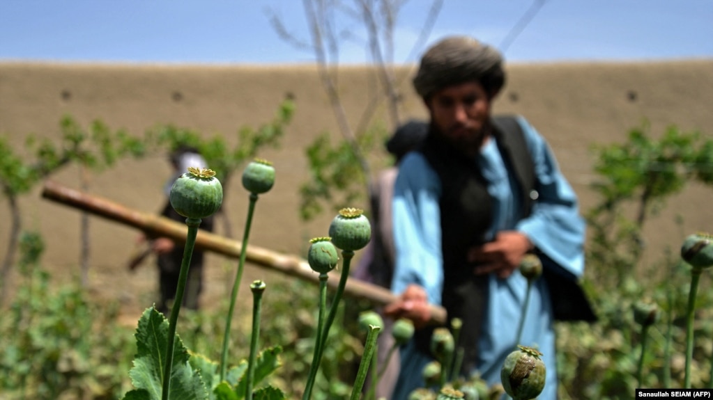 کشت خشخاش در افغانستان