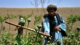 کمپاین طالبان برای تخریب کشتزار های کوکنار در افغانستان 