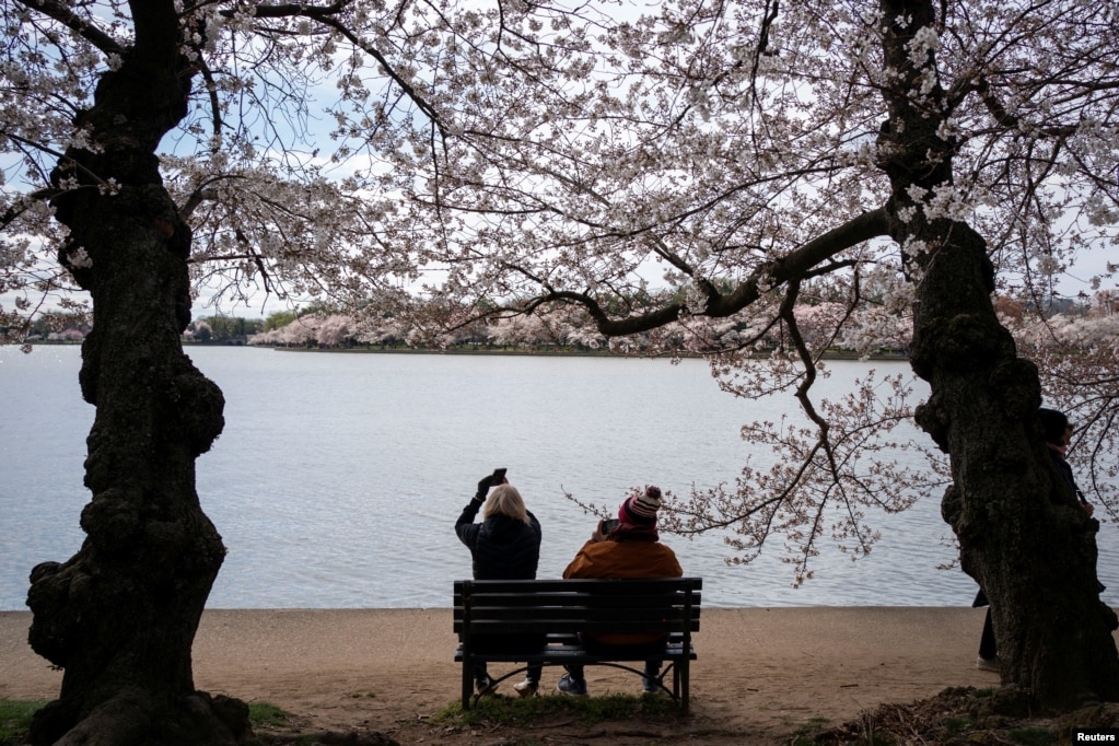 Vizitorët ulen nën lulet e qershisë pranë pellgut Tidal në Uashington, SHBA, 19 mars 2024.