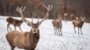 Krdo od oko 20 jelena usred živopisnog, snijegom prekrivenog pejzaža sela Orlan u Podujevu, 30-ak kilometara sjeveroistočno od Prištine, 11. januara.