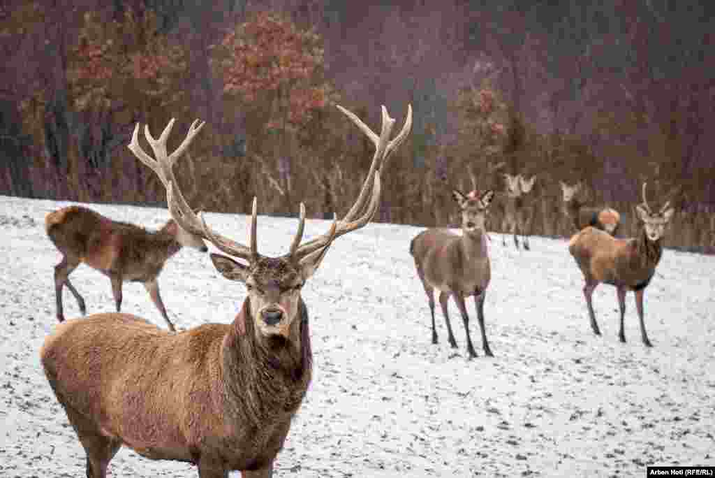 In the village of Orllan in Podujeva, some 30 kilometers northeast of Pristina, a herd of approximately 20 deer stands peacefully amid the picturesque, snow-covered landscape on January 11.