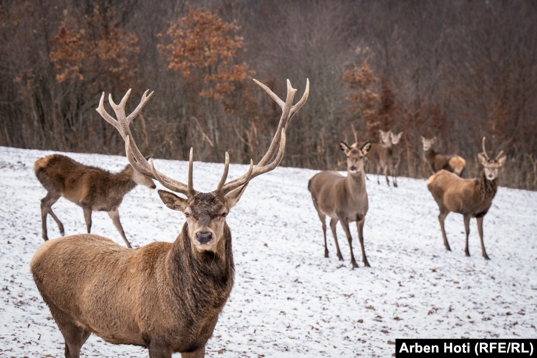 Group of deer sale called