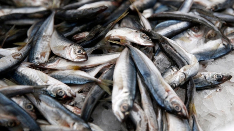 В Абхазии заявили об отсутствии нарушений при ловле рыбы