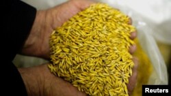 უკრაინის ხელისუფლების განცხადებით, 2023 წელს რუსებმა ოკუპირებული ტერიტორიებიდან თითქმის ხუთი მილიონი ტონა მარცვლეულის ექსპორტი განახორციელეს.