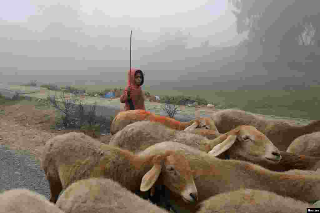 له پېښور سره نېږدې یوه ماشومه په سختو سړو او لړه کې د مېږو رمه روانه کړې ده - د جنورۍ نهمې انځور.