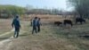 Баткенде Тажикстан тарапка өтүп кеткен мал ээлерине кайтарылды. 28-март. 2023-жыл. (Сүрөт Баткен ОИИБге таандык)