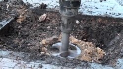 Ծառահատման պաուզա. քաղաքային իշխանությունը ծառերի փոխարինման դեմ բողոքողներից գիտական հակափաստարկներ է ակնկալում