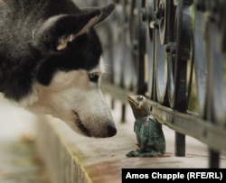 Pas gleda žapca Kermita iz dečje emisije Mapet šou, u blizini sedišta Mađarske državne televizije