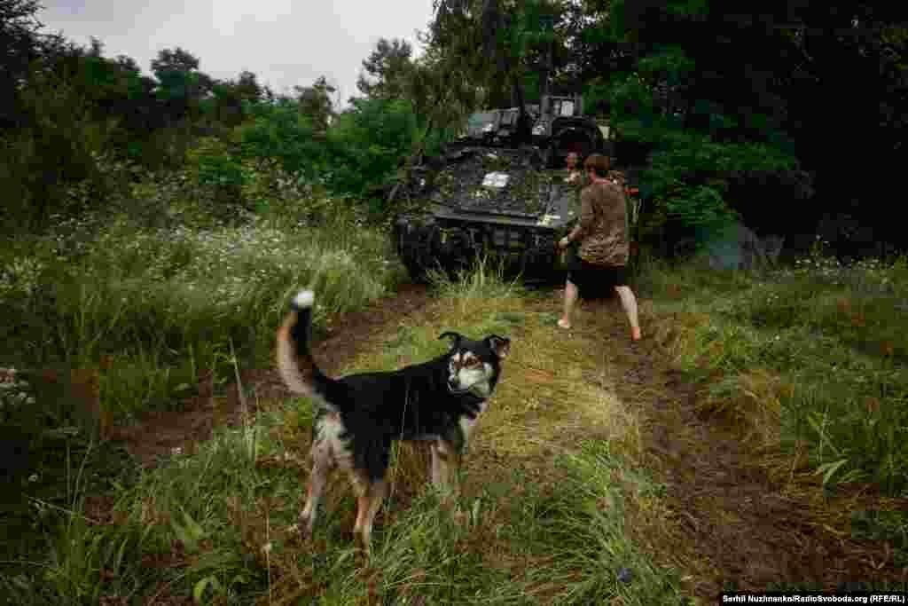 Пес, якого назвали Олегом, служить разом з хлопцями, військові розповідають, що він дуже любить їздити на техніці, особливо на M2 Bradley