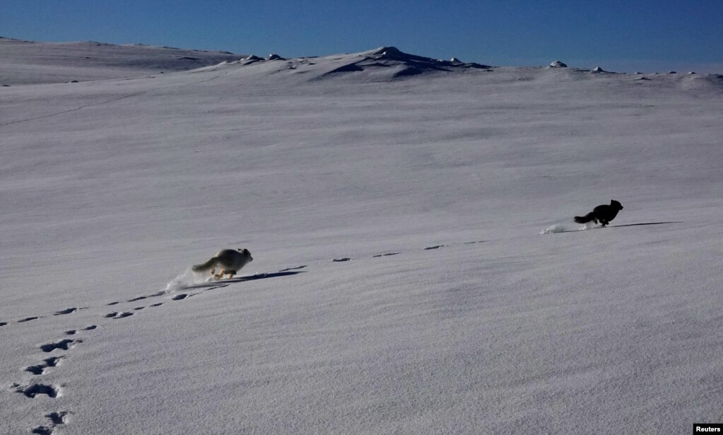 Një dhelpër arktike blu dhe një e bardhë vrapojnë pasi u lanë të lira në natyrë në Parkun Kombëtar Hardangervidda pranë Geilos, Norvegji, 8 shkurt 2024.